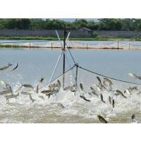 微生態制劑地衣芽孢桿菌在水產養殖中的科學應用