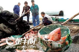 湛江水產養殖業面臨嚴峻考驗，多地養殖項目幾近全軍覆沒