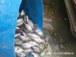 水生態修復與水產養殖的交融未來 構建綠色可持續的水產新業態