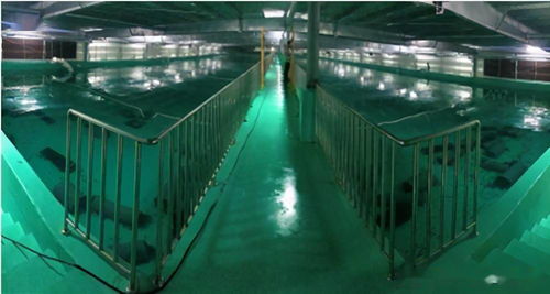 水產(chǎn)養(yǎng)殖綠色發(fā)展推動漁業(yè)法修訂，海璟水產(chǎn)工廠化方案做加法賦能產(chǎn)業(yè)升級