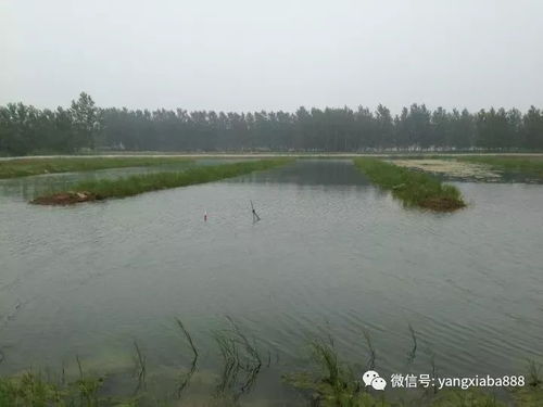 決定水產養殖高產的，就是這兩個因素